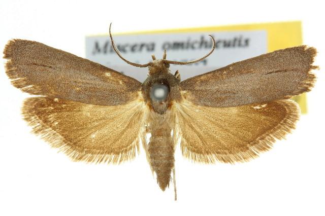 Miscera omichleutis