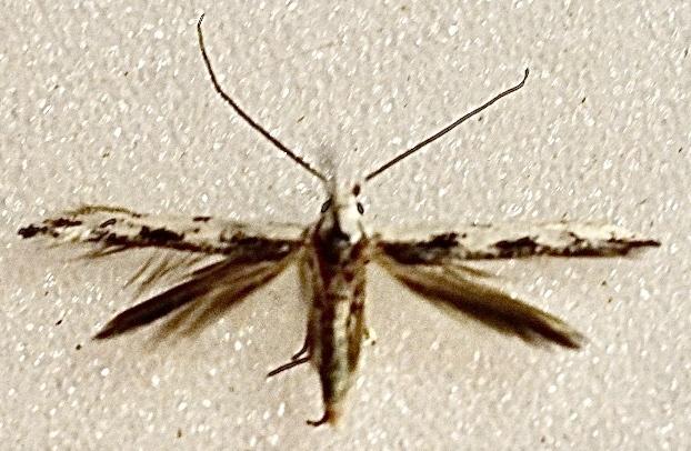 Ogmograptis maxdayi