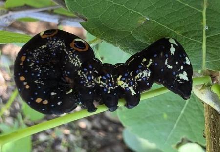 Eudocima materna