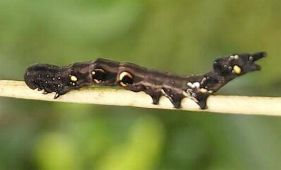 Eudocima materna