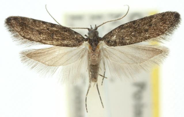 Bondia attenuatana