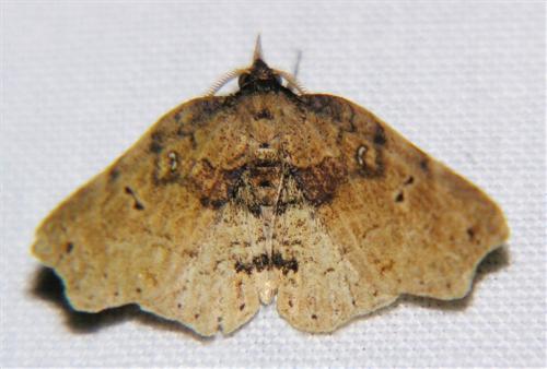 Aroana hemicyclophora