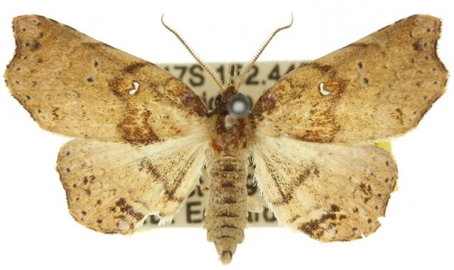 Aroana hemicyclophora