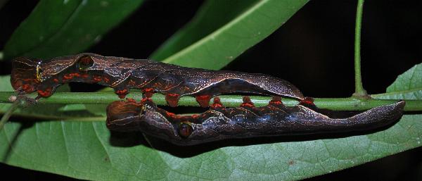 Phyllodes imperialis