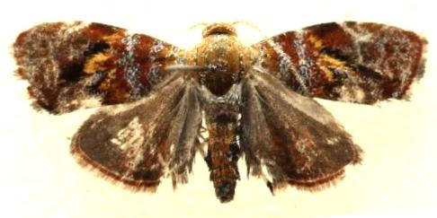 Choreutis sexfasciella