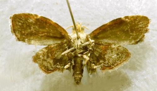 Choreutis sexfasciella