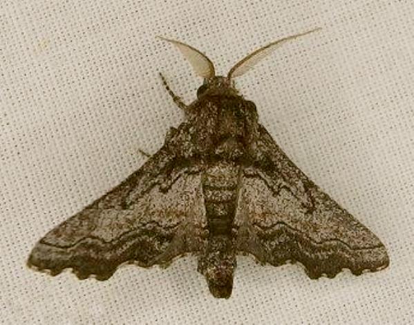 Dinophalus idiocrana