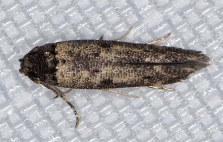 Gisilia thoracista
