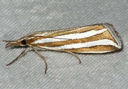 Hednota bivittella