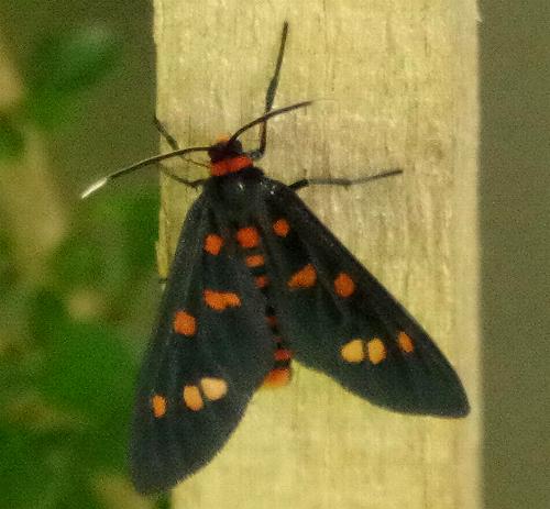 Amata chromatica