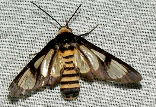 Amata marella