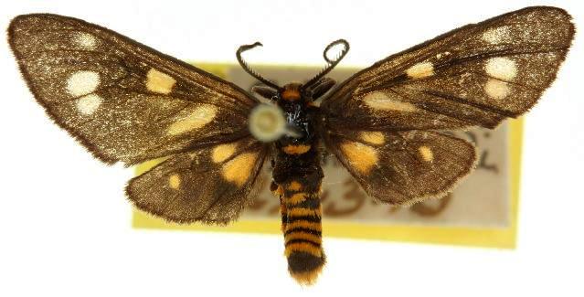 Eressa paurospila
