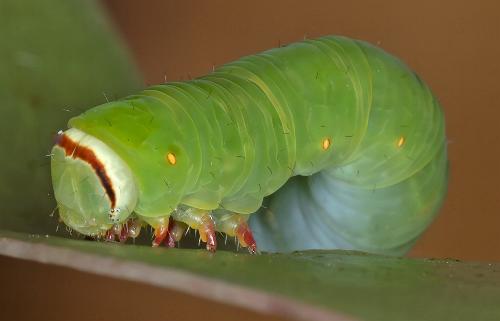 Melanodes anthracitaria