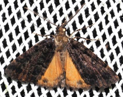 Middletonia hemichroma