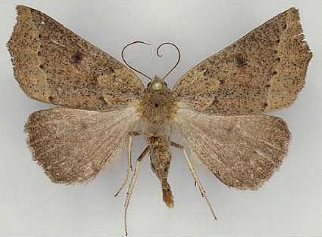Androchela newmannaria