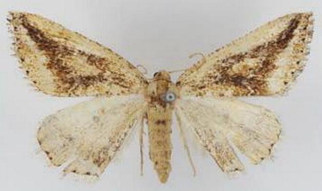 Amelora syscia