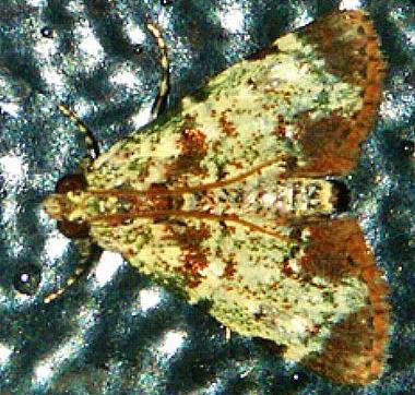 Stericta chloanthes