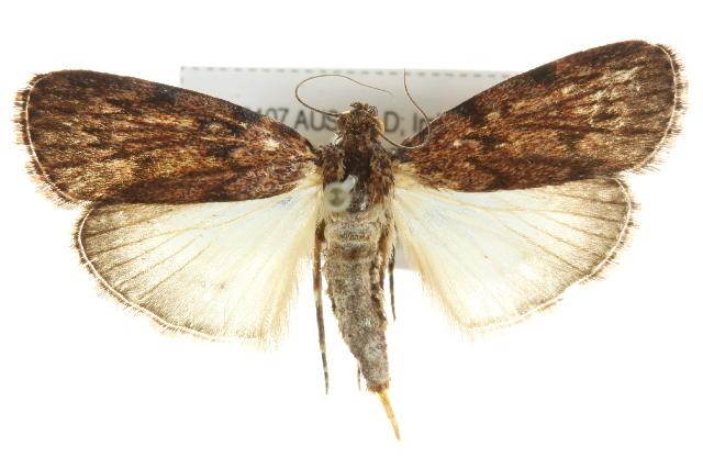 Mimaglossa habitalis