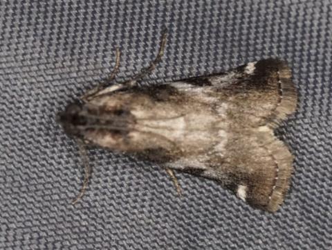 Astrapometis saburalis