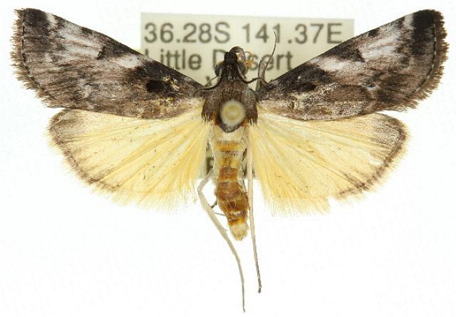 Astrapometis saburalis