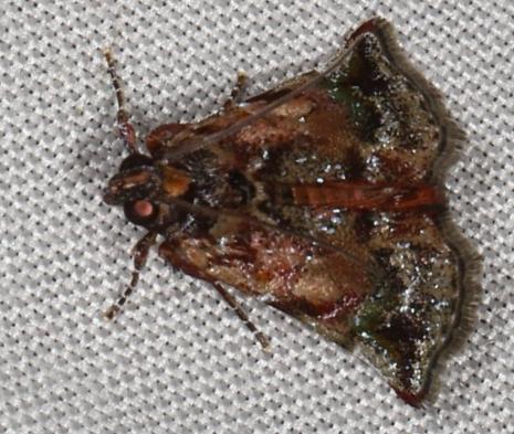 Agastophanes zophoxysta