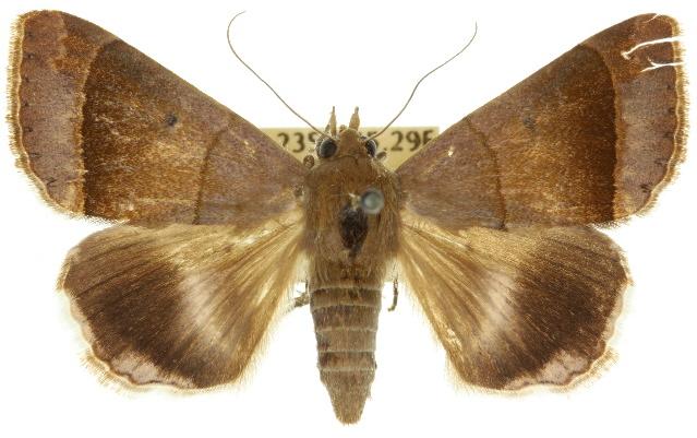 Bastilla hicanora