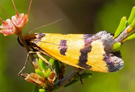 Sclerocris chalcoxantha