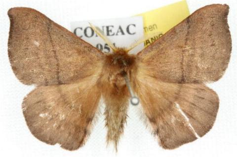 Panacela syntropha