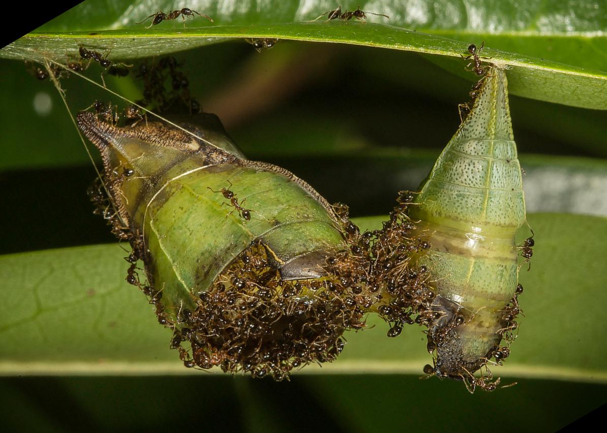 Formicidae vs Lepidoptera