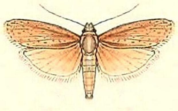 Heteromicta nigricostella