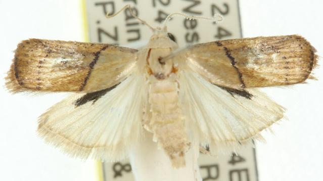 Doloessa ochrociliella