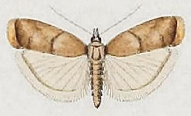 Doloessa ochrociliella