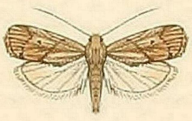 Doloessa ochrociliella