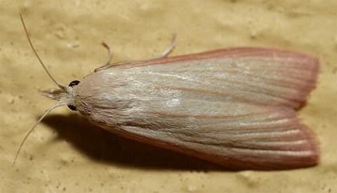 Mampava rhodoneura