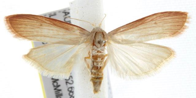Mampava rhodoneura