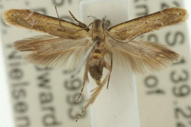 Mesophleps crocina