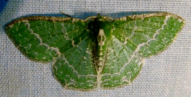 Eucyclodes erotyla