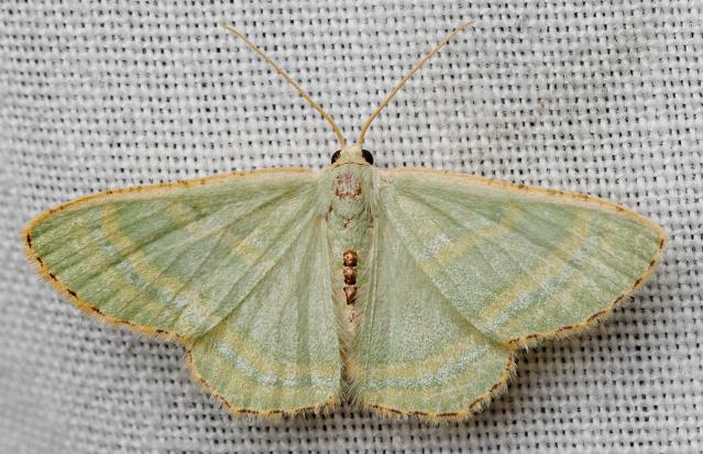 Metallothea eucrostes