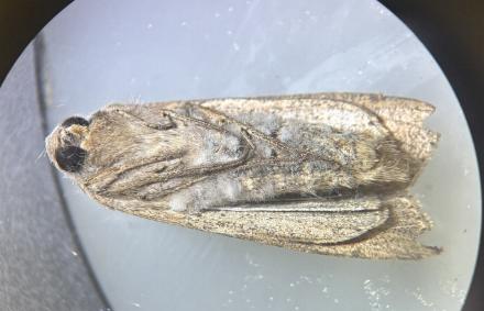 Mythimna separata