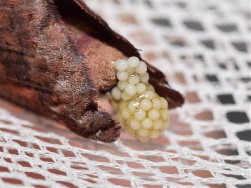 Elhamma australasiae