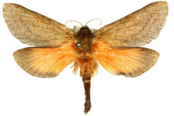 Aenetus ombraloma