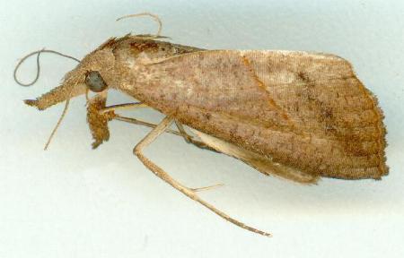Hypena simplicalis