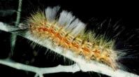 Australian Caterpillar Identification