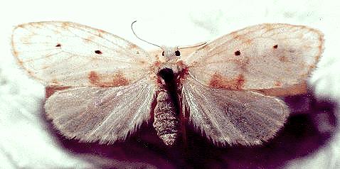 Schistophleps albida
