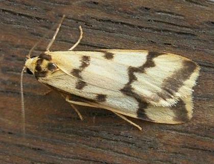Tigrioides alterna