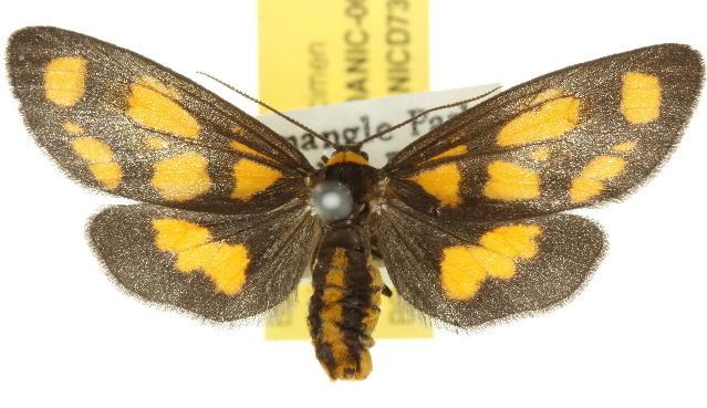 Asura cervicalis