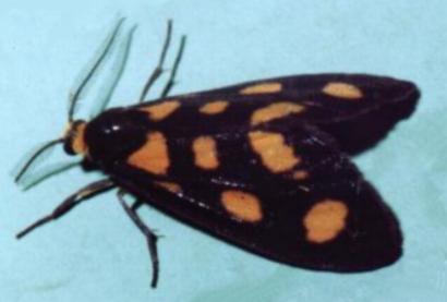 Asura cervicalis