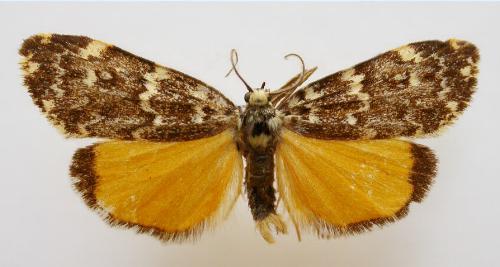 Halone coryphoea
