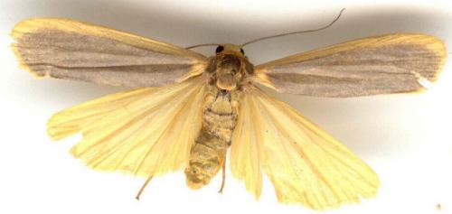 Brunia dorsalis