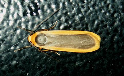Brunia dorsalis